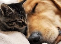 pic for Sleepy cat and dog 1920x1408